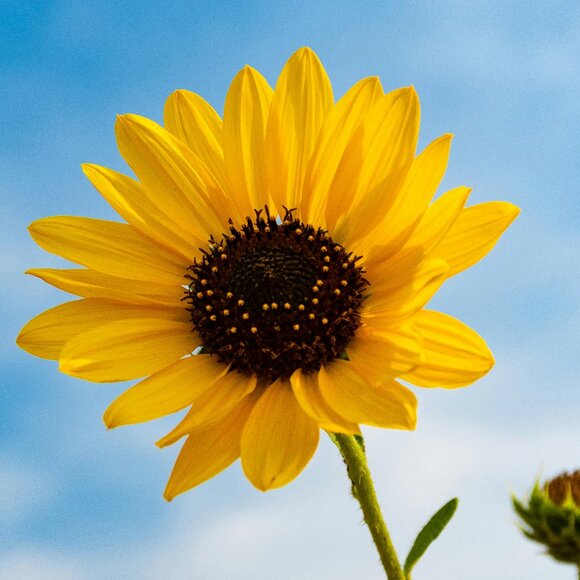 Meet your Posher, Cheri - Picture 1 of 1